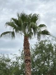 Washingtonia filifera