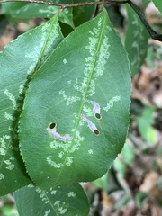Coptodisca splendoriferella