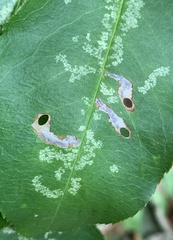 Coptodisca splendoriferella