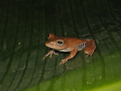 Boana calcarata