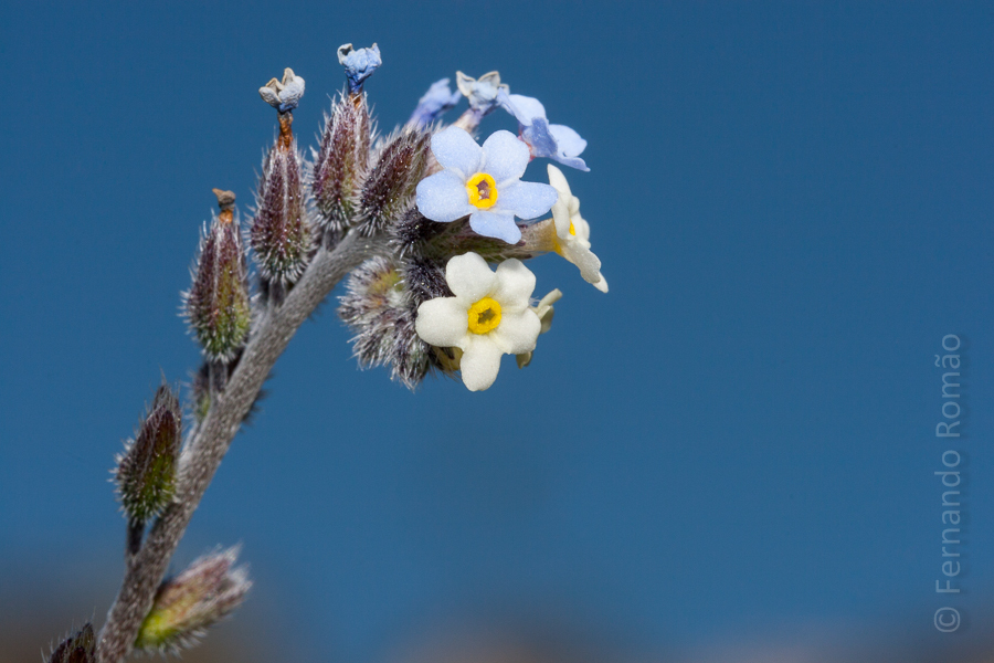 Dwarf forget-me-not