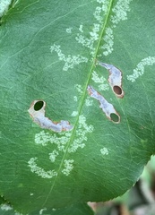 Coptodisca splendoriferella