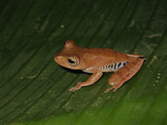Boana calcarata