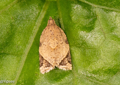 Neocalyptis affinisana