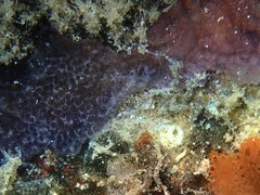 Distaplia