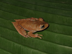 Boana calcarata