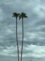Washingtonia robusta