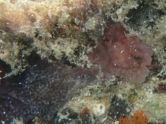 Distaplia