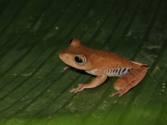 Boana calcarata
