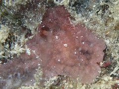 Distaplia