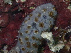 Umimayanthus parasiticus