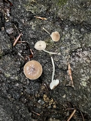 Pluteus seticeps