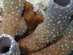 Umimayanthus parasiticus