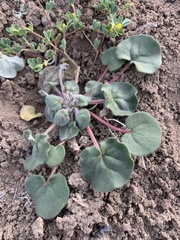 Eriogonum subreniforme