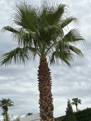 Washingtonia filifera