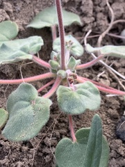 Eriogonum subreniforme
