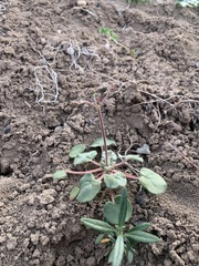 Eriogonum subreniforme