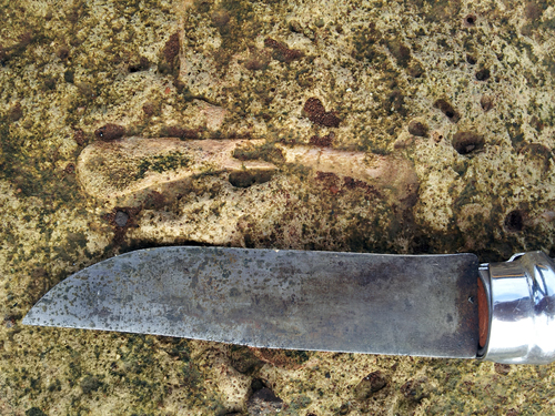 Spheniscidae