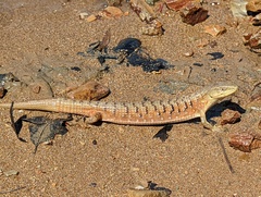 Elgaria multicarinata scincicauda