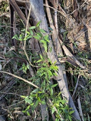 Secamone elliptica