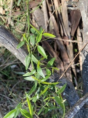 Secamone elliptica