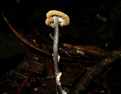 Blastosporella zonata