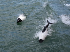Cephalorhynchus commersonii