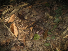 Kentropyx altamazonica