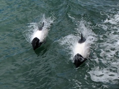 Cephalorhynchus commersonii