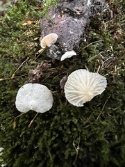 Claudopus