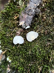 Claudopus