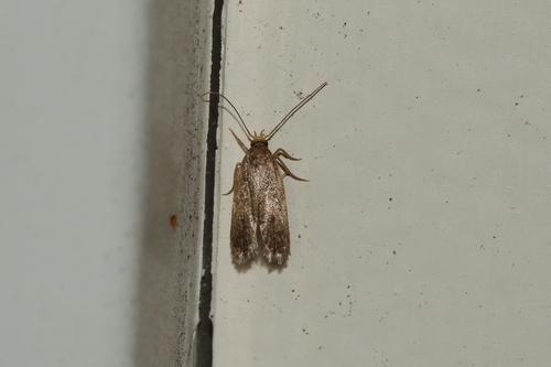 Glyphidocera lithodoxa photo 3