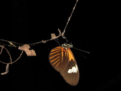 Heliconius melpomene malleti