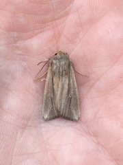 Leucania phragmitidicola