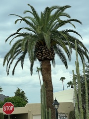 Phoenix canariensis