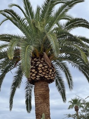 Phoenix canariensis