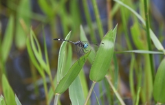 Micrathyria ocellata