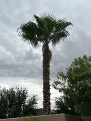 Washingtonia robusta
