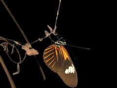 Heliconius melpomene malleti