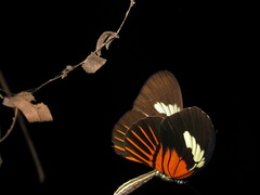 Heliconius melpomene malleti