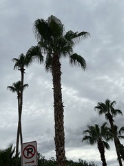 Washingtonia robusta