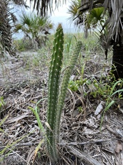 Harrisia fragrans subsp. aboriginum image