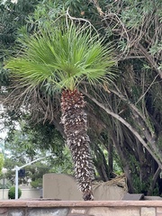 Washingtonia robusta