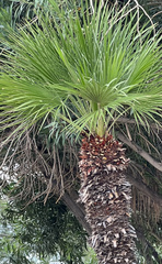 Washingtonia robusta