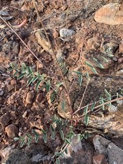 Astragalus ensiformis