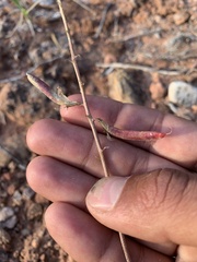 Astragalus ensiformis