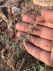 Astragalus ensiformis
