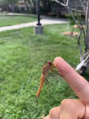 Libellula croceipennis