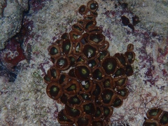 Palythoa grandiflora