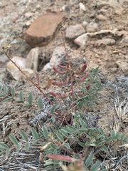 Astragalus ensiformis